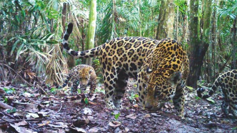 Illustration for article titled Our favorite photographs from this year's BBC Camera-trap Photo of the Year competition